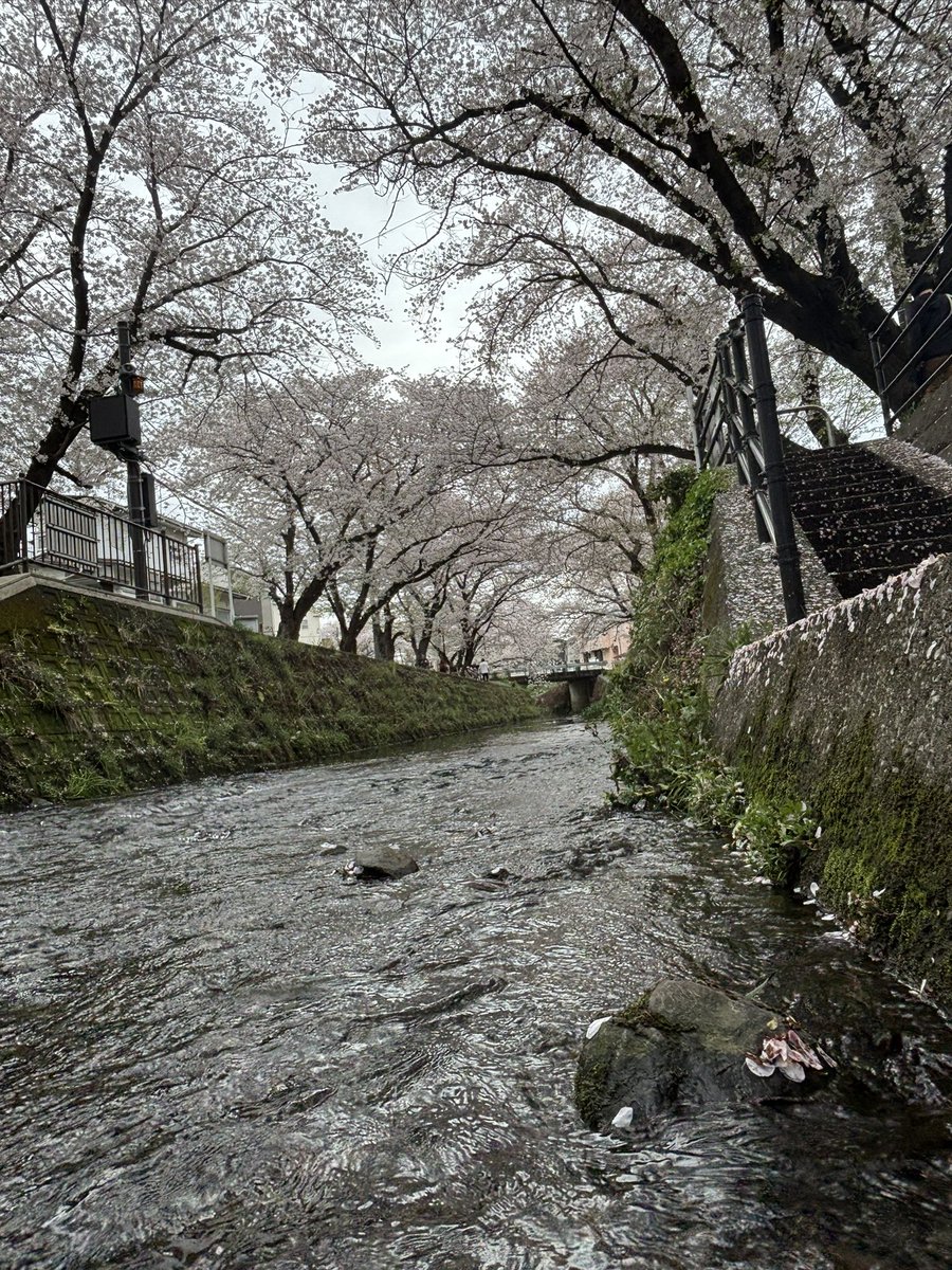 (ｶ ´ ꒳ ` ｲ) tweet media