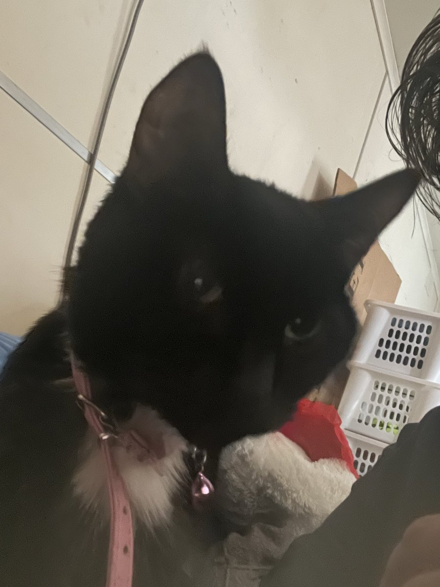 MrAMG's tweet photo. @Eman5695 Sending condolences from my cat Joey and myself https://t.co/CCgThlmC9n