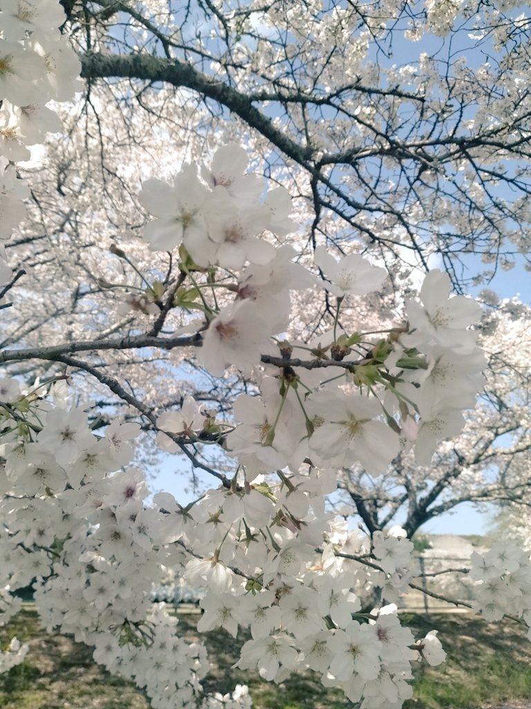 ちょこ tweet media