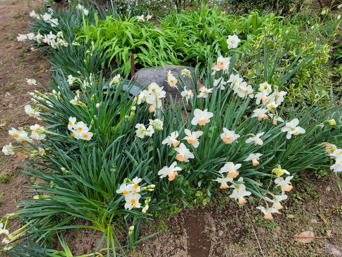 ペンギヌ@療養中 tweet media