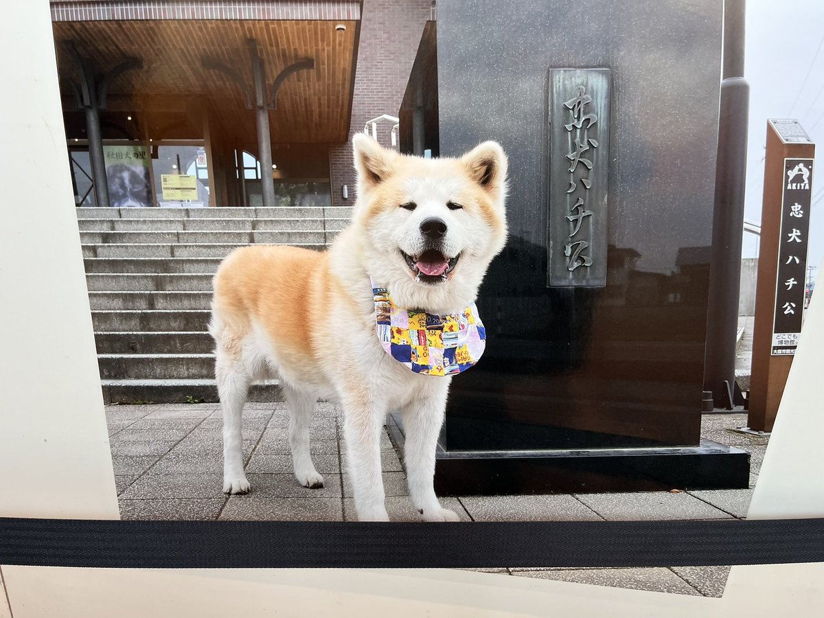 くろっしぃ tweet media