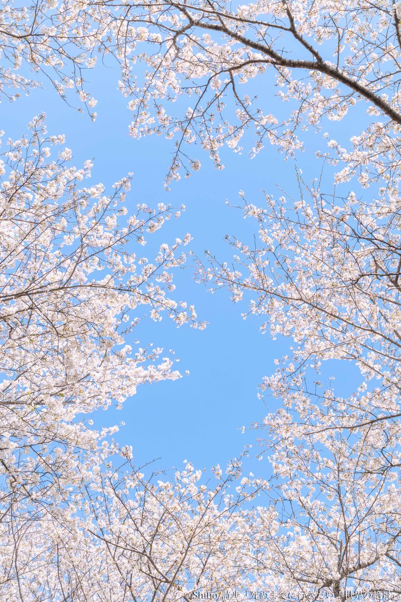 詩歩｜絶景プロデューサー tweet media