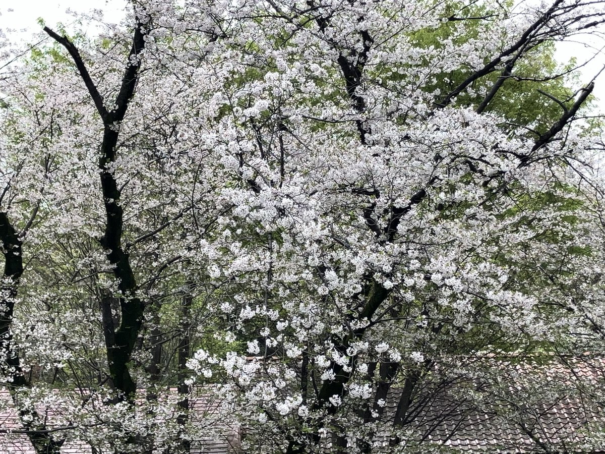 すいか tweet media