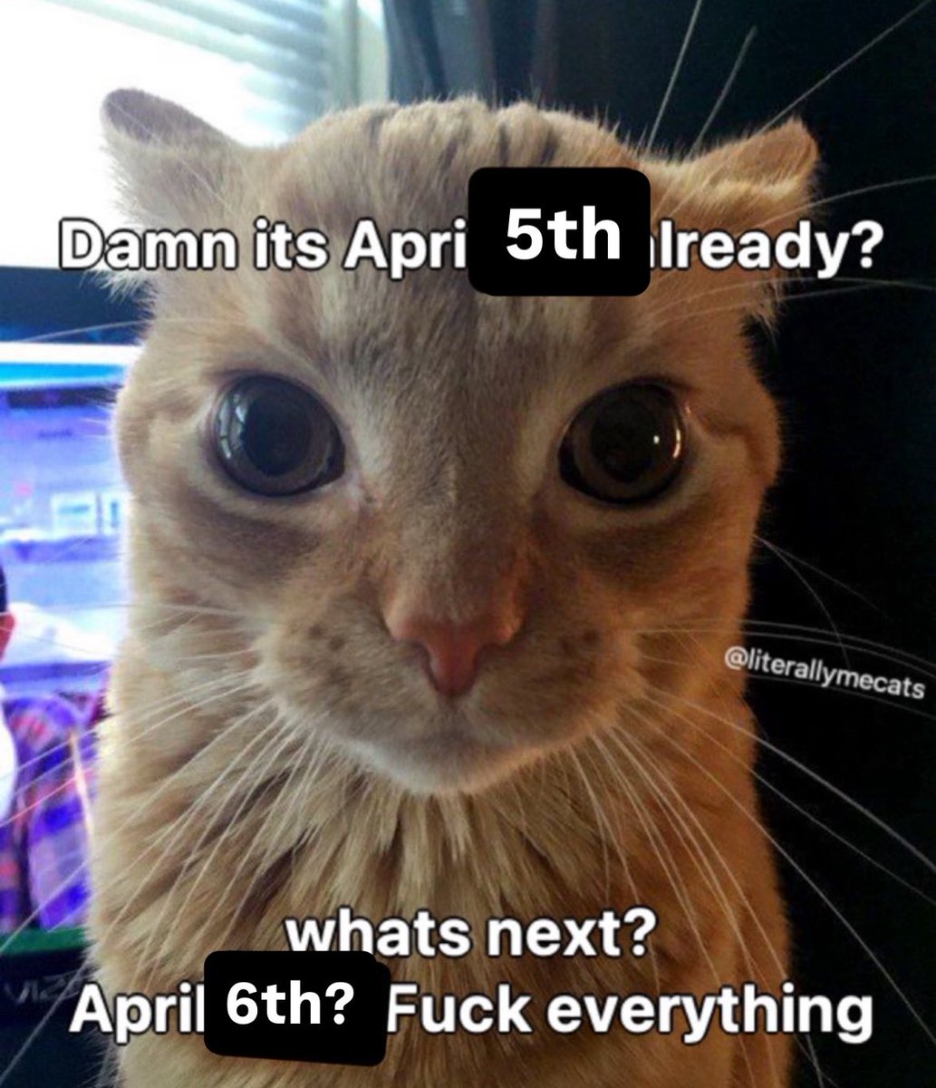 LiterallyMeCats tweet media