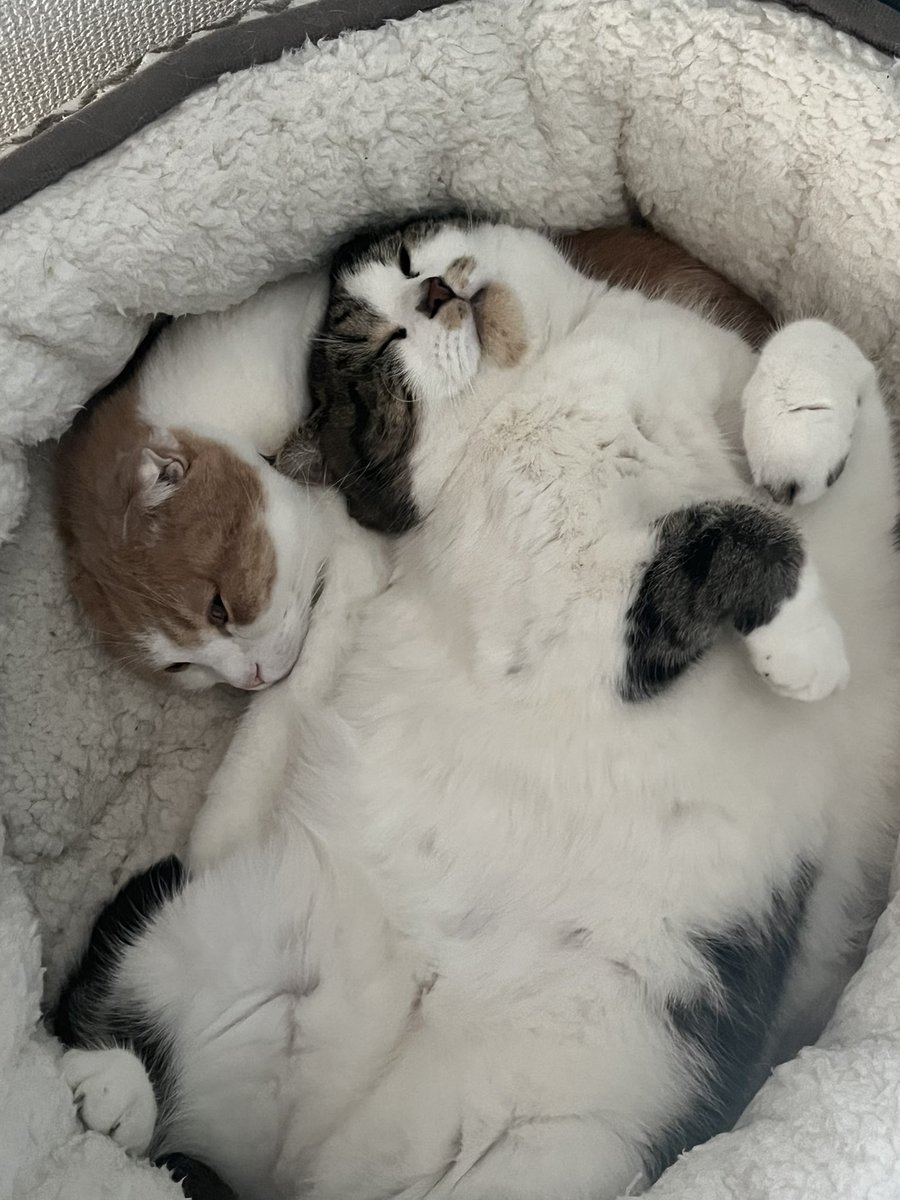 とろ、おにく tweet media