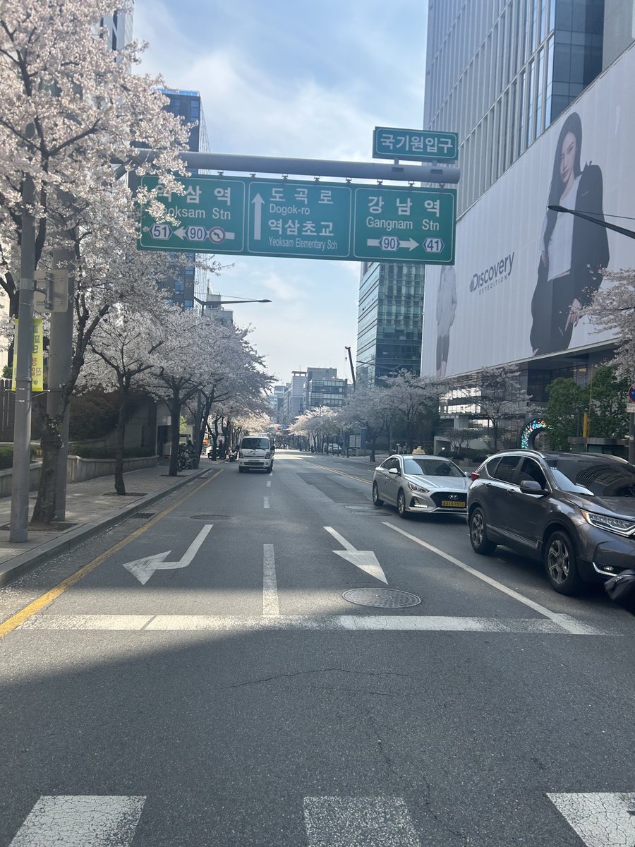 韓国も桜満開🌸