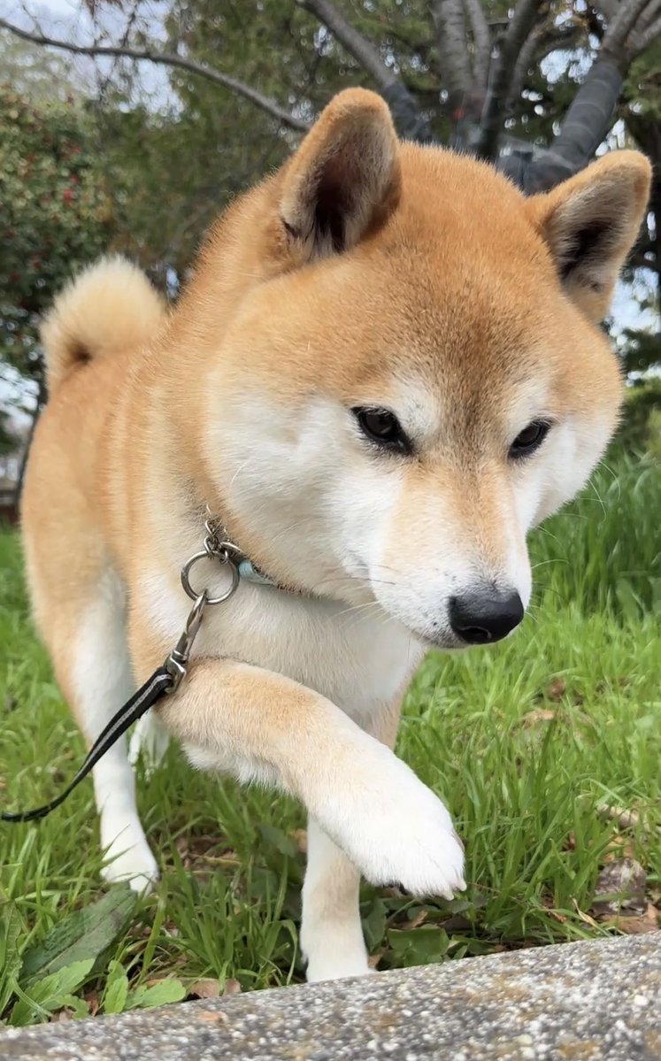 豆柴のそらまめ隊長 tweet media