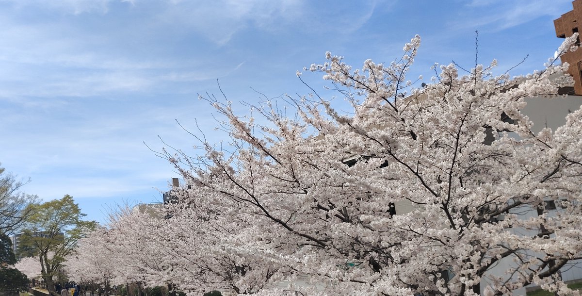 ブンヤ tweet media