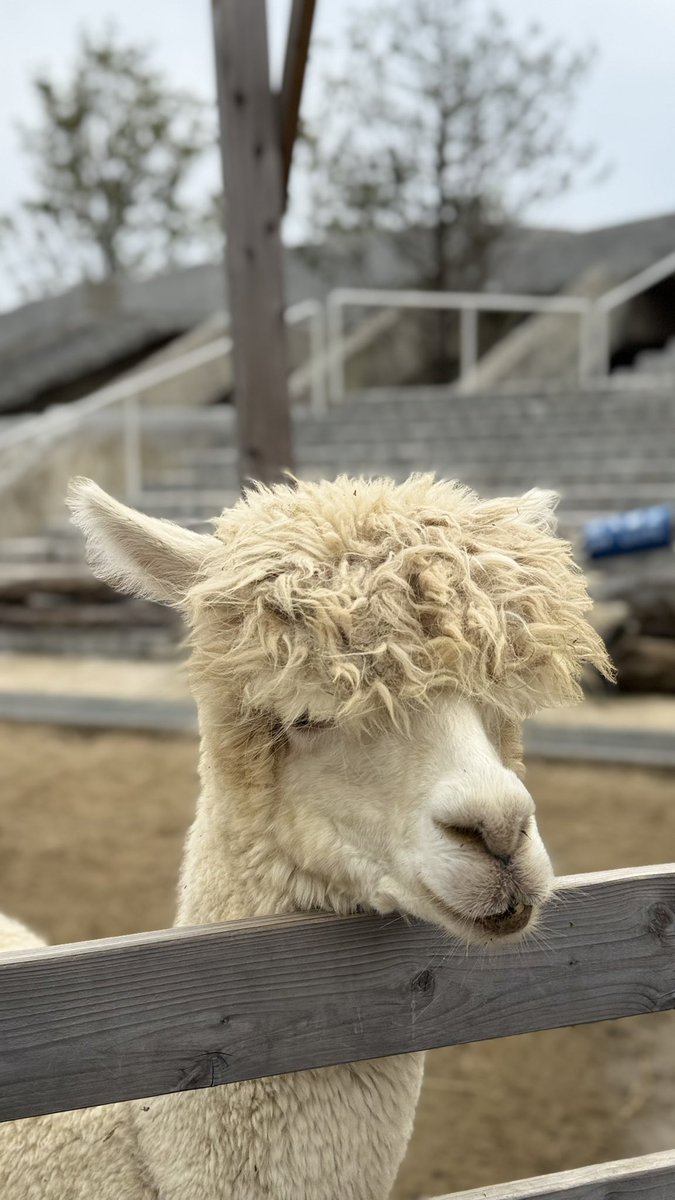 おりぴー tweet media