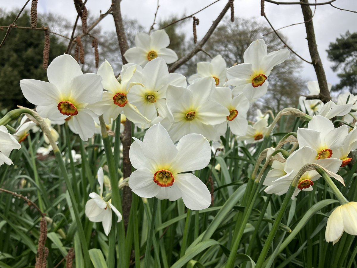 Diane Reeves tweet media