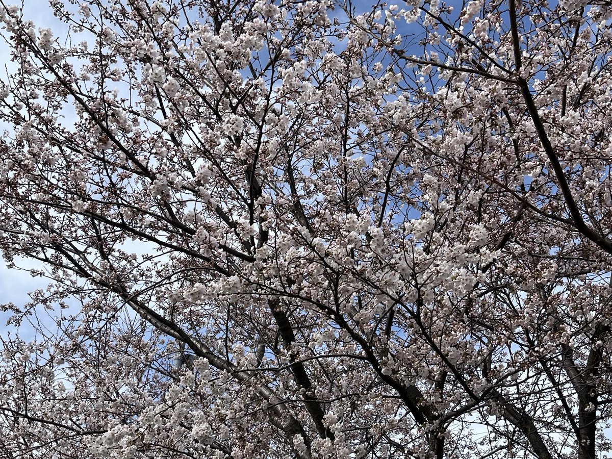 kfyk2's tweet photo. 花🌸より麺's https://t.co/Az48WqDAkO