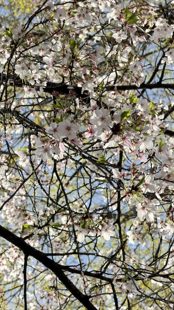 ぺつ🌿 tweet media