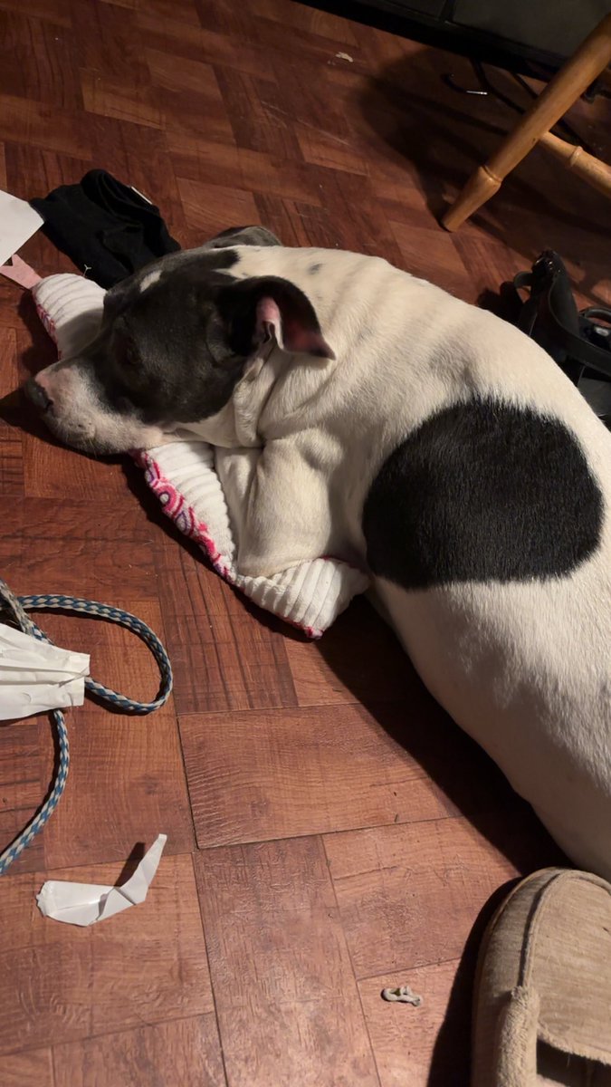 Misfitpitmomma's tweet photo. Monday can’t come soon enough to find out the results! Sweet girl needs all the thoughts in the world right now. https://t.co/PDsxvVDguX