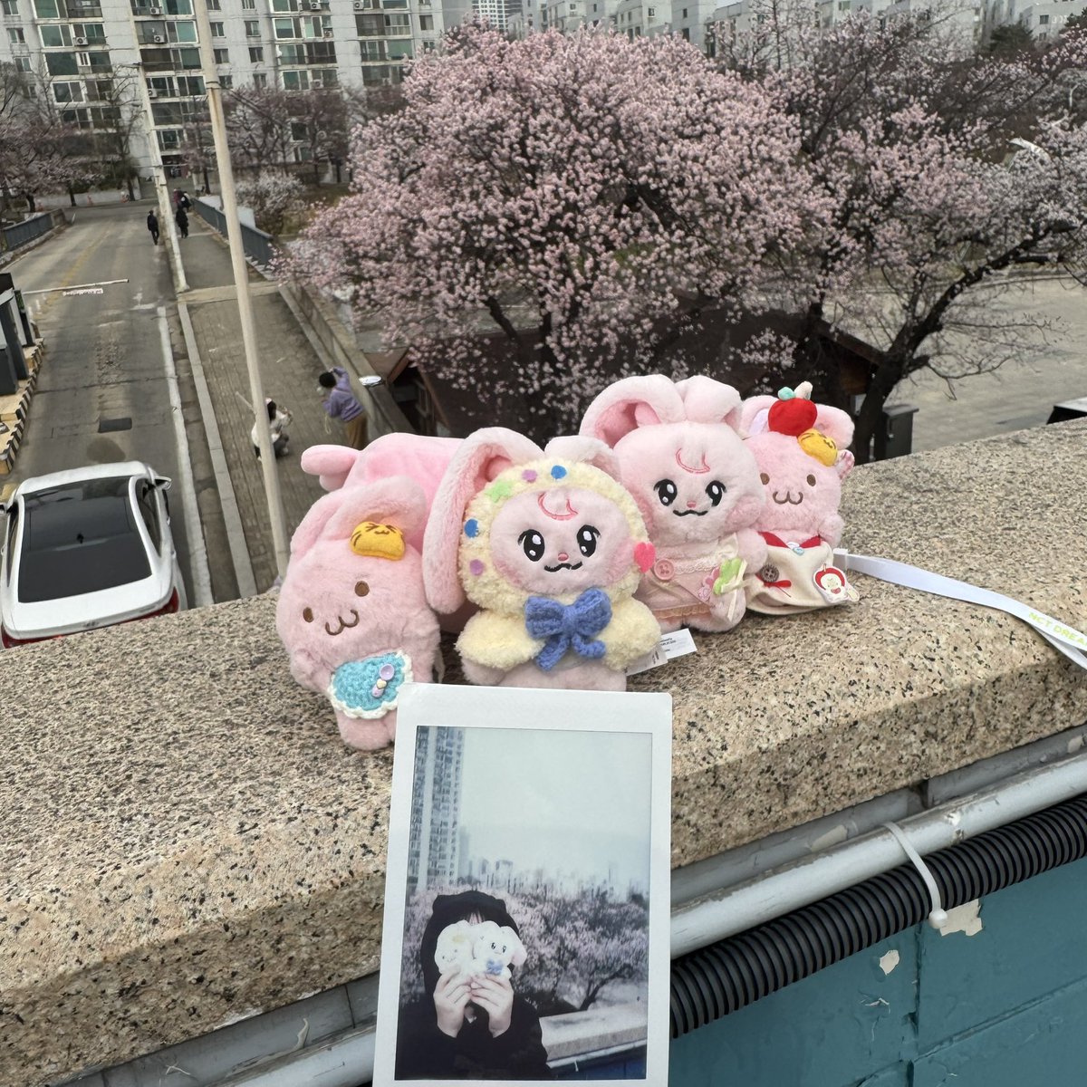 Mingo🐰 tweet media