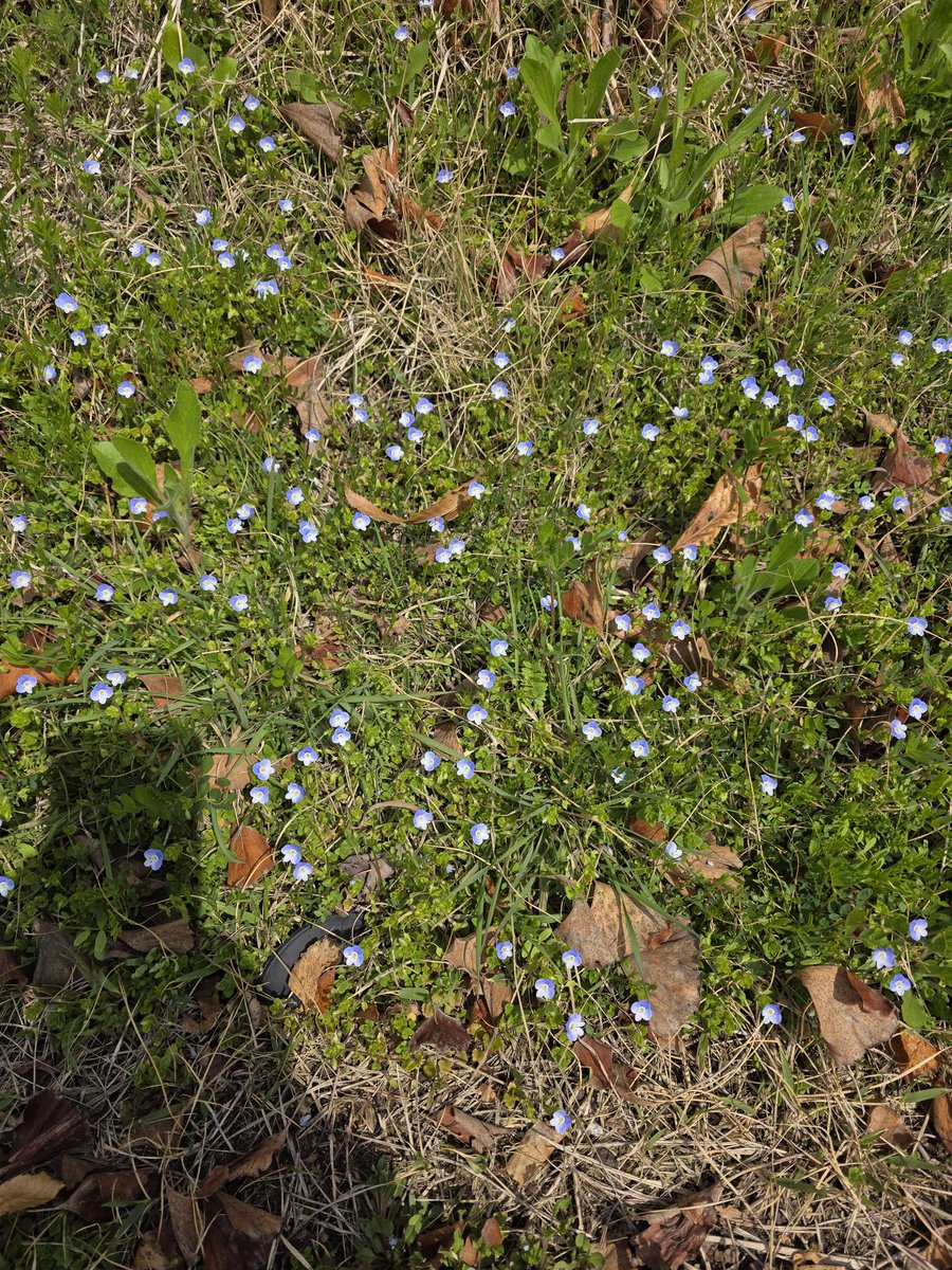 외계인조력자(구)평플약속 tweet media