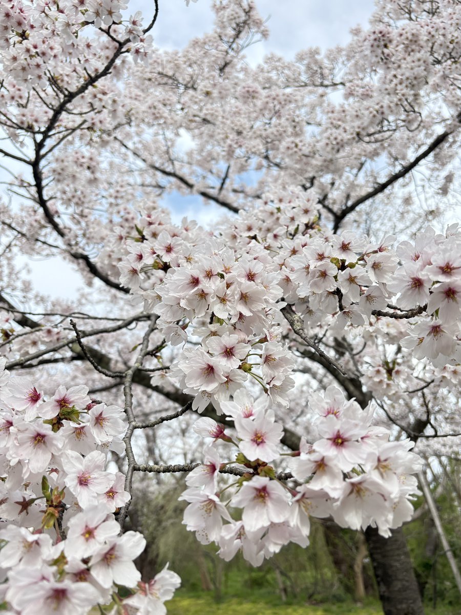 さらしな tweet media