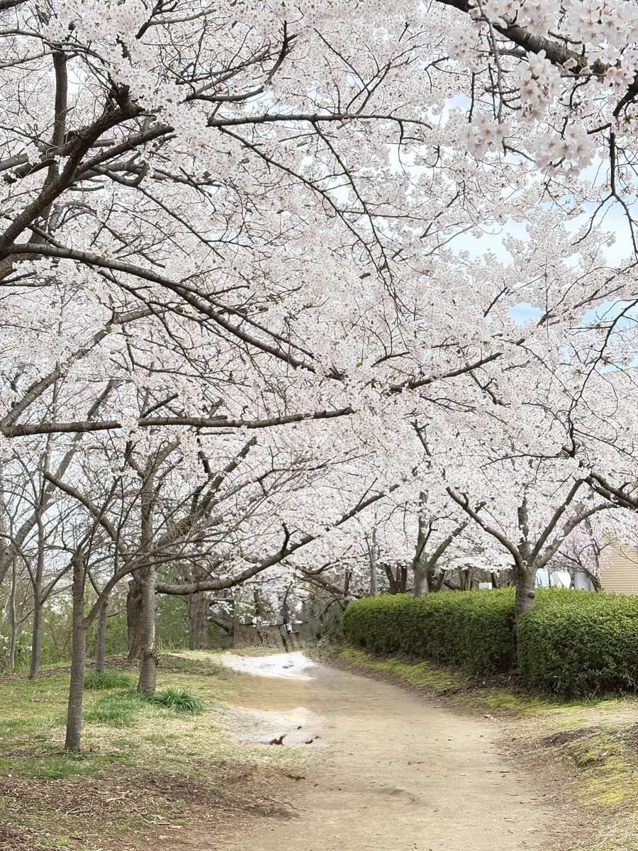 さらしな tweet media