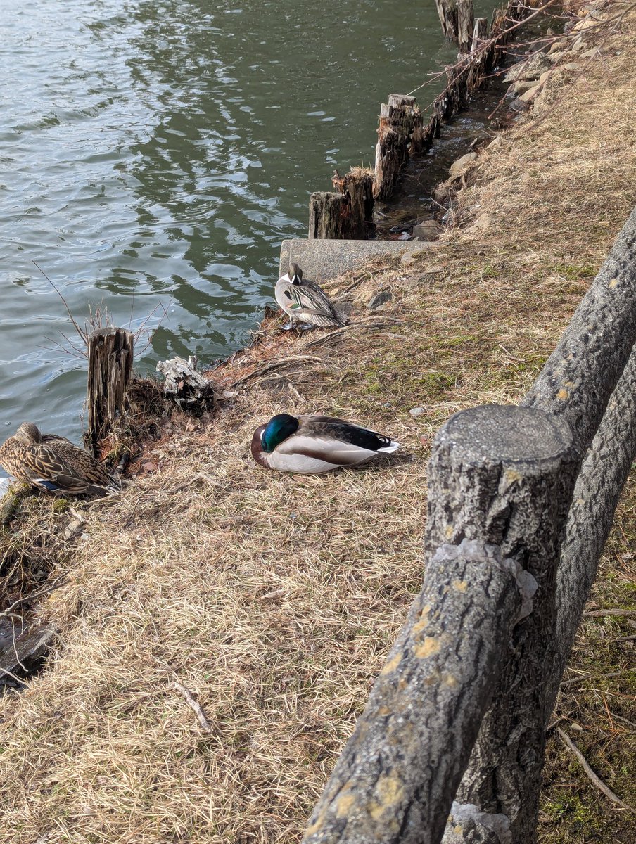 もちもち!!!! tweet media