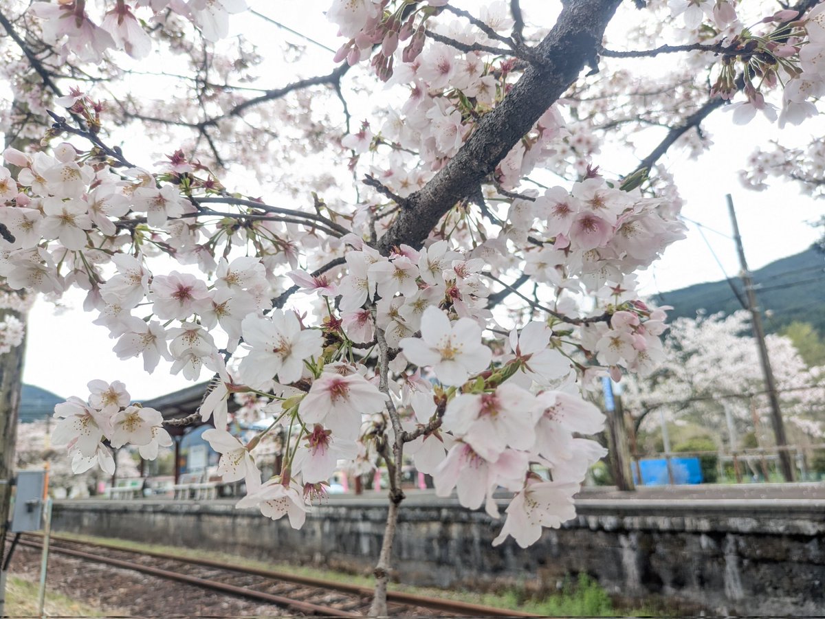 ナスビ tweet media