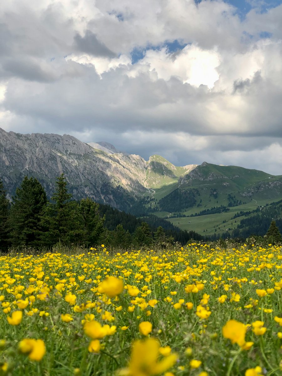 Pure Nature tweet media