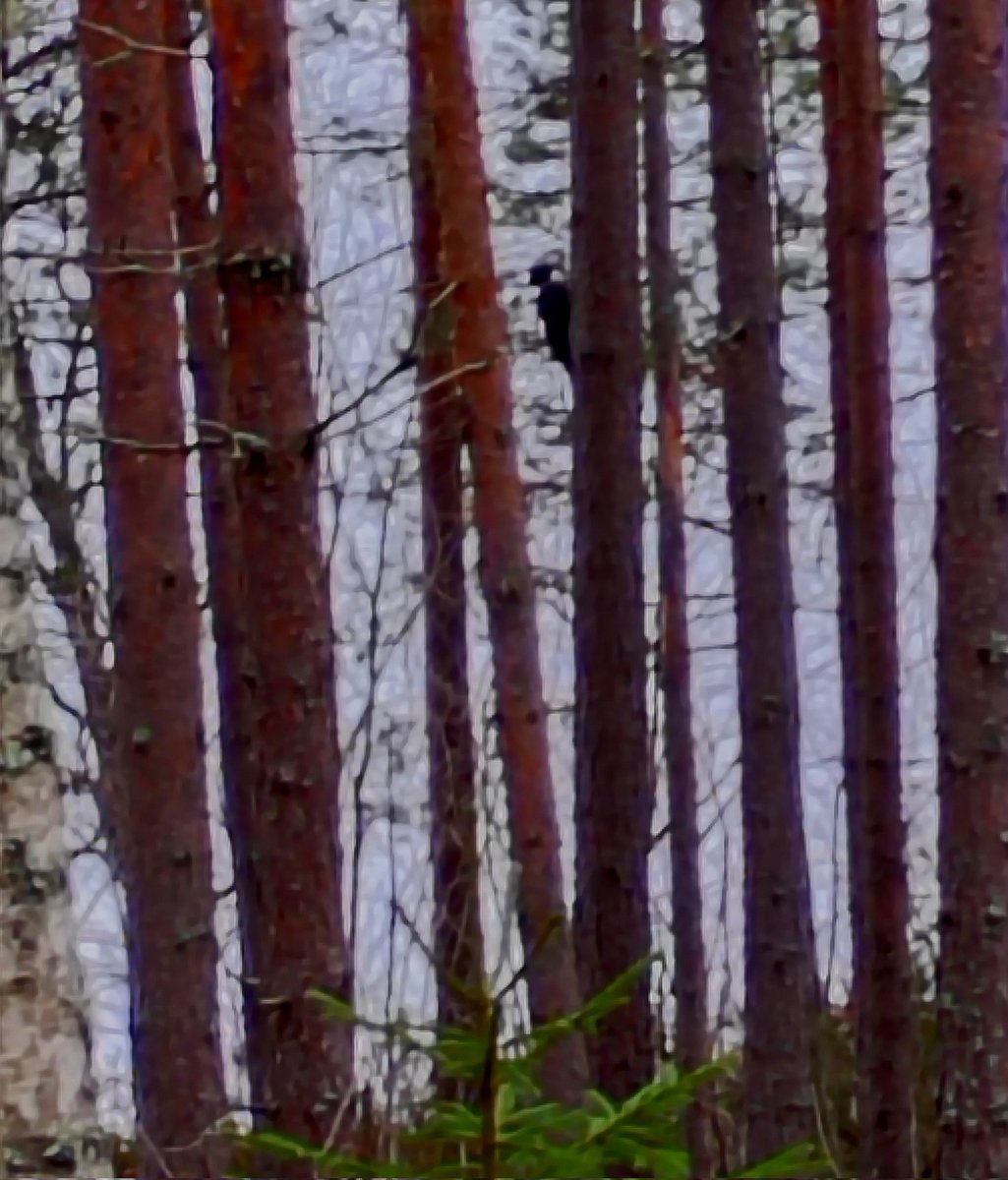 ElseKruskopf's tweet image. Hyvää huomenta ja mukavaa sukkasunnuntaita. Hiippailin metsässä missä palokärki juoksutti minua. On kyllä nopsa lintu ja hauska. Pyörii puun takana piilossa. Vaikea kuvattava😊 #Finland #Jaala #cottage #StandWithUkraine️ 💛💙🇺🇦