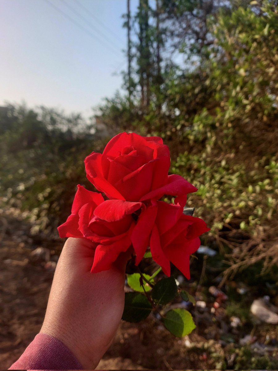Mamr2062004's tweet photo. ما فائدة الورد اذ لم نجد من نهديه الورد🥲❤️‍🩹 https://t.co/s65HBXKGMv