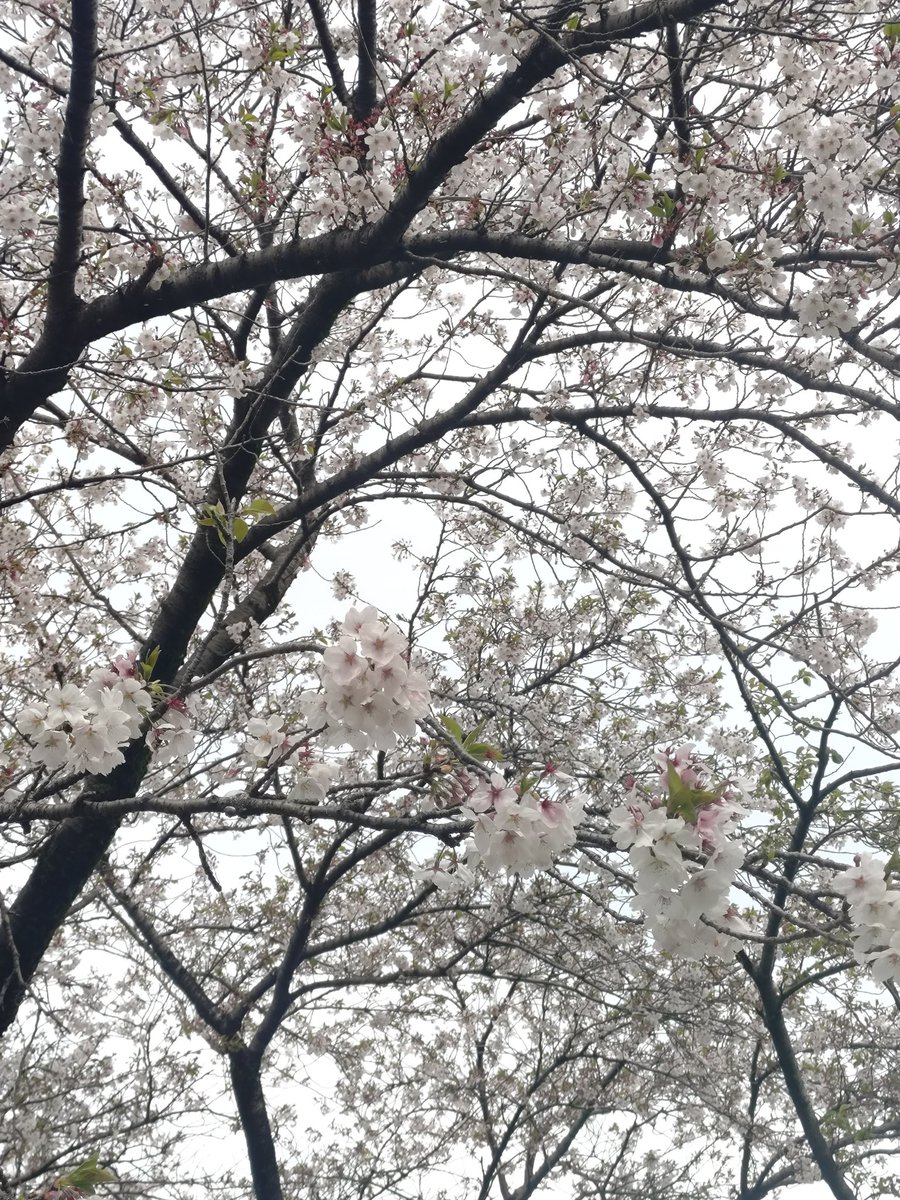 はる＊4/26 ぎふ清流ハーフマラソン tweet media