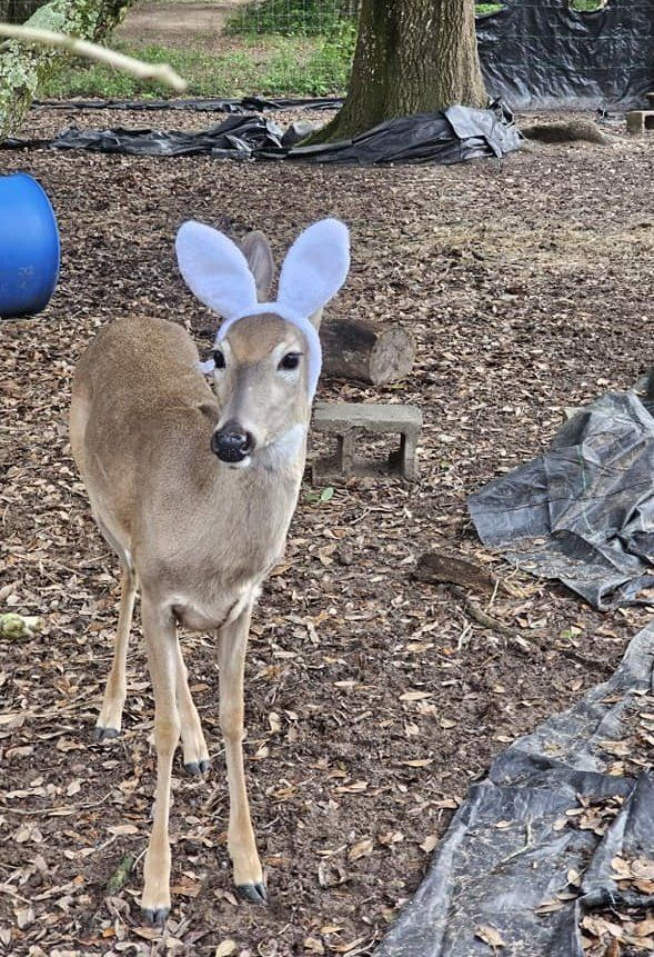 John fawn tweet media