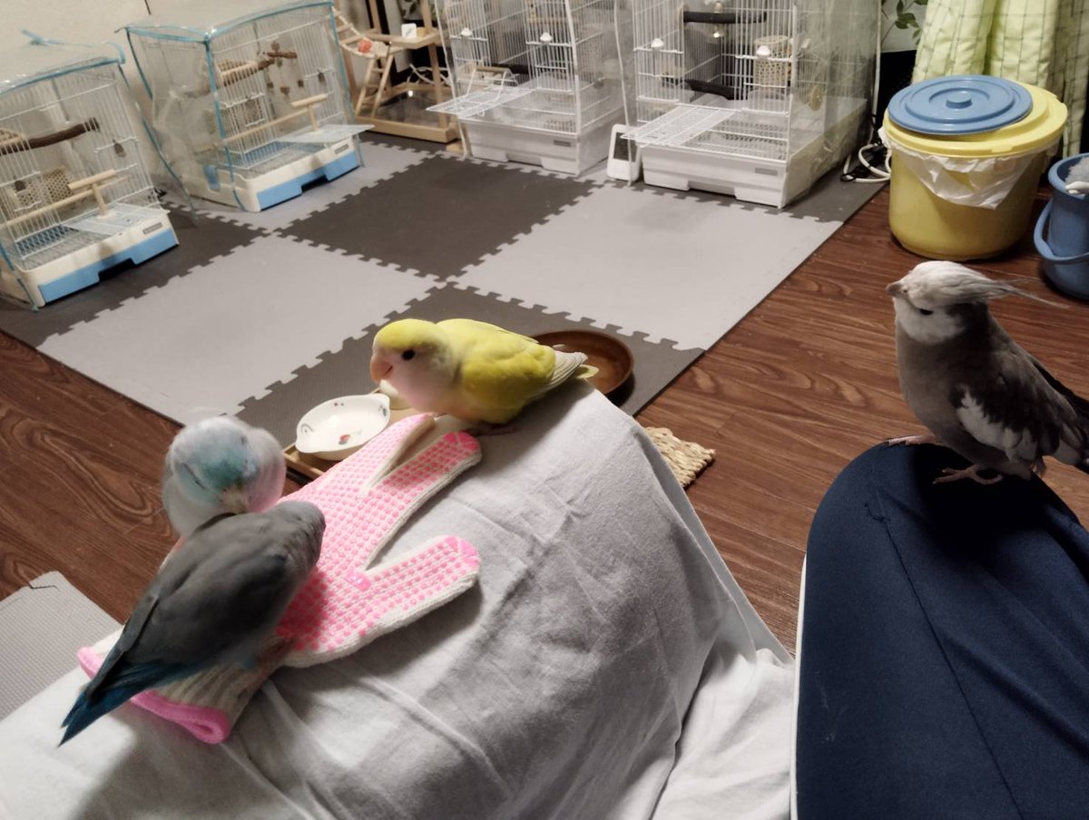 あの🪽 tweet media