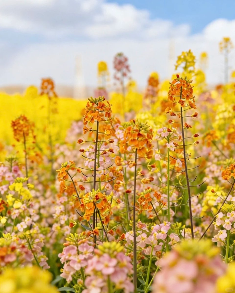 HelloHubei tweet media