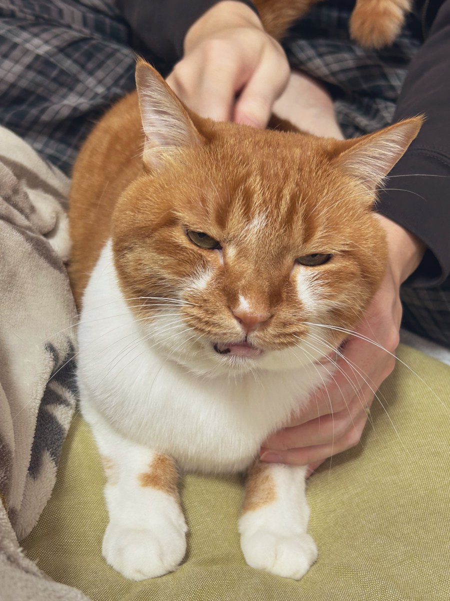 ごま太郎 tweet media