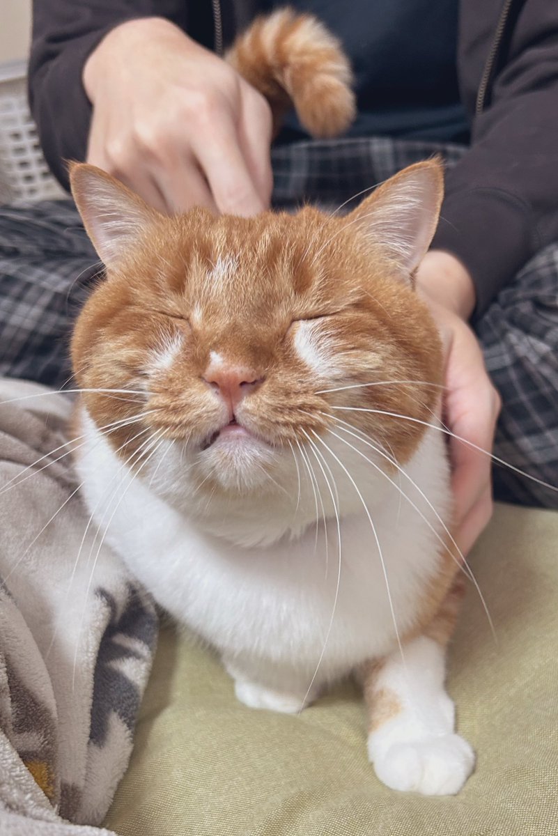 ごま太郎 tweet media