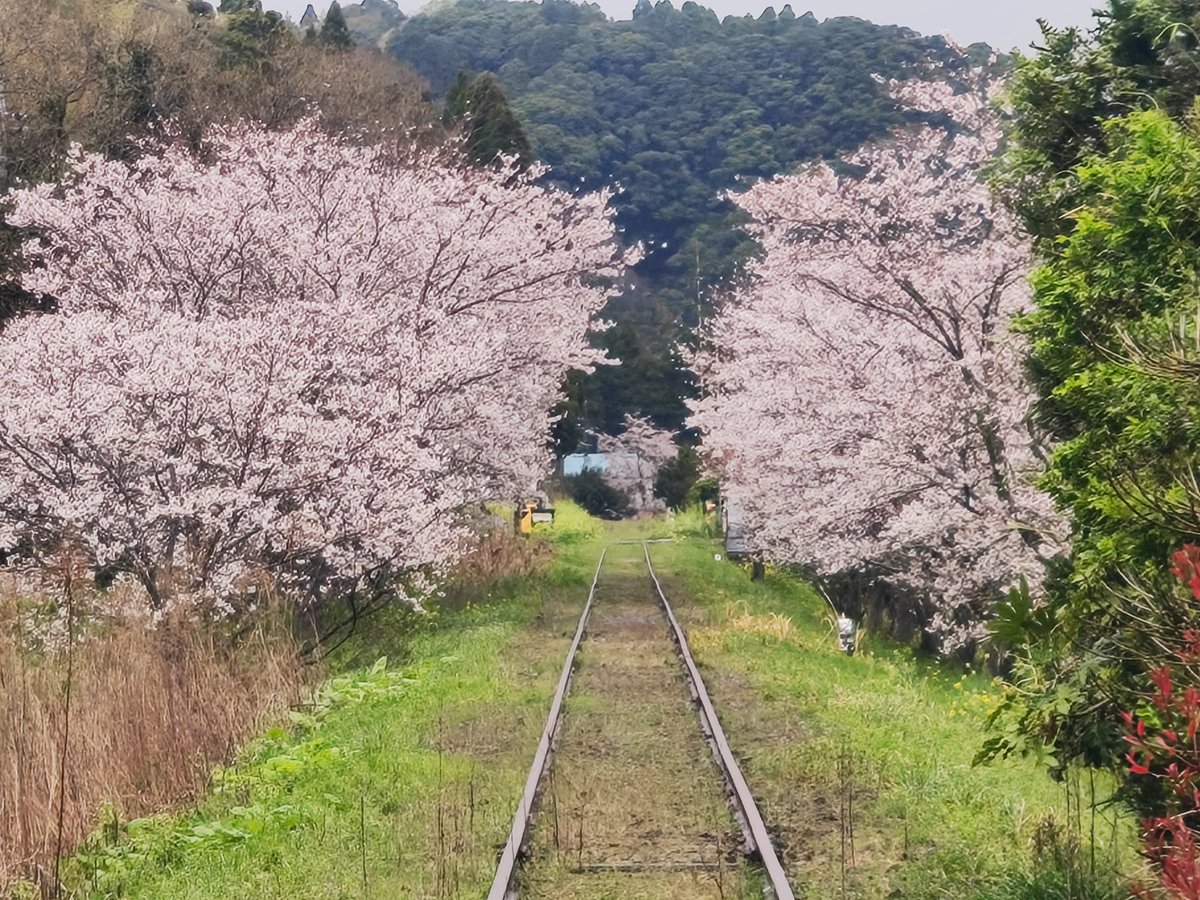 gonbe_256's tweet photo. #列車の来ない鉄道 https://t.co/ocy0zEIYOc
