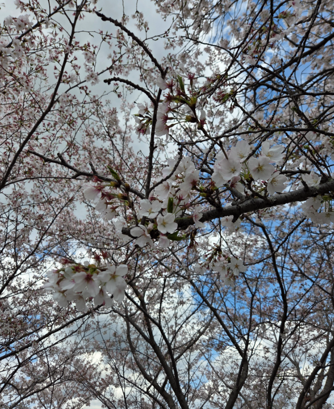 青い人G3@幻塔神域 X tweet media