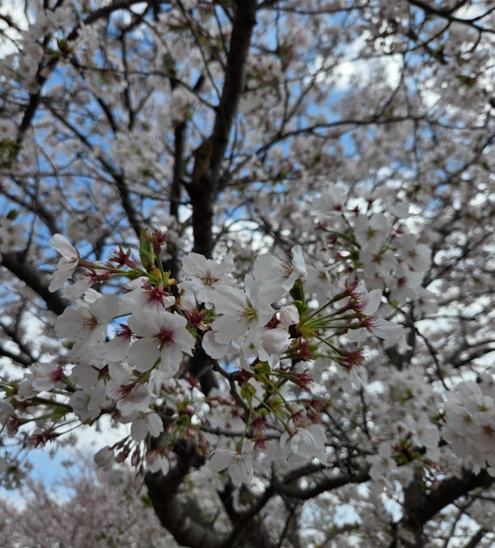 青い人G3@幻塔神域 X tweet media