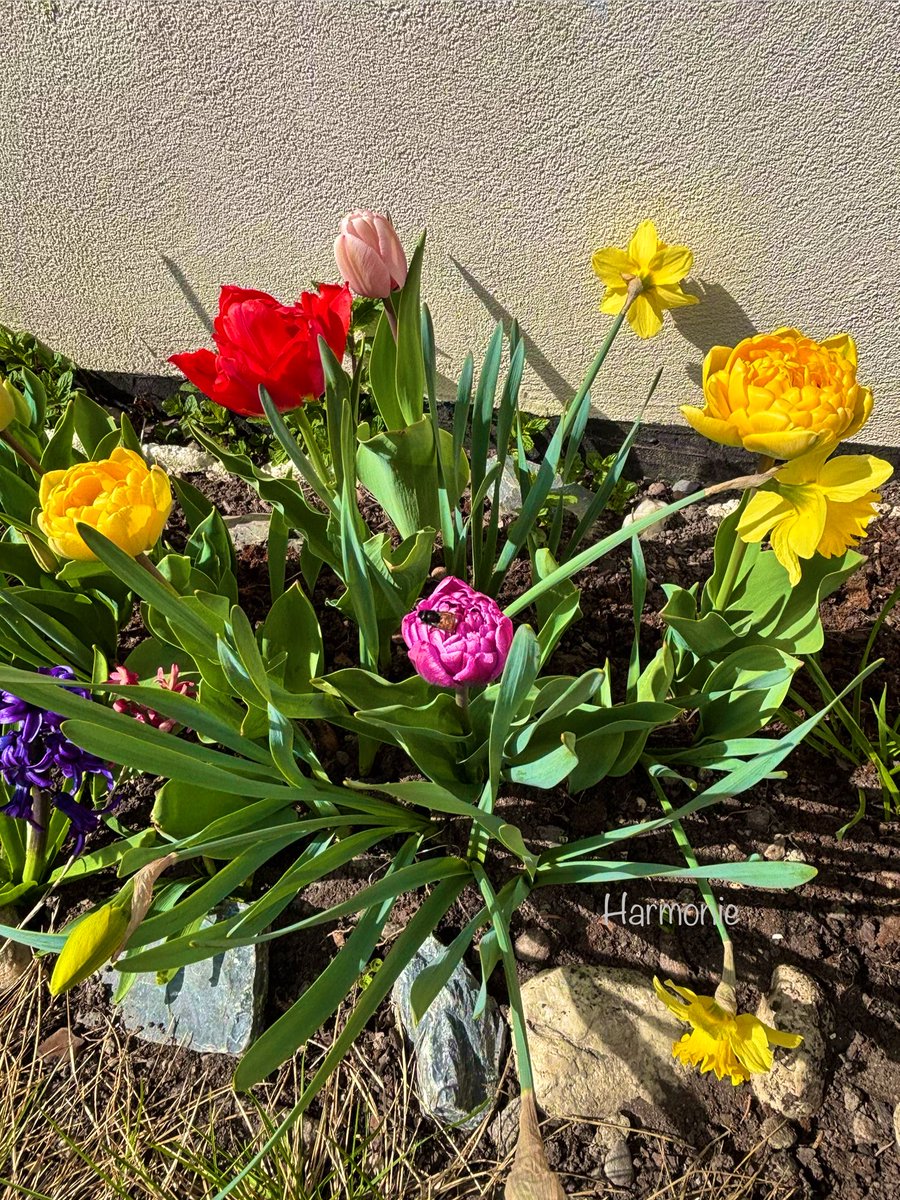 🕊️Harmonie tweet media