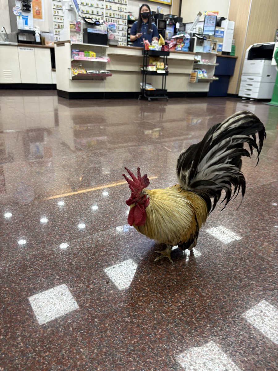 人造衛星貝貝 tweet media