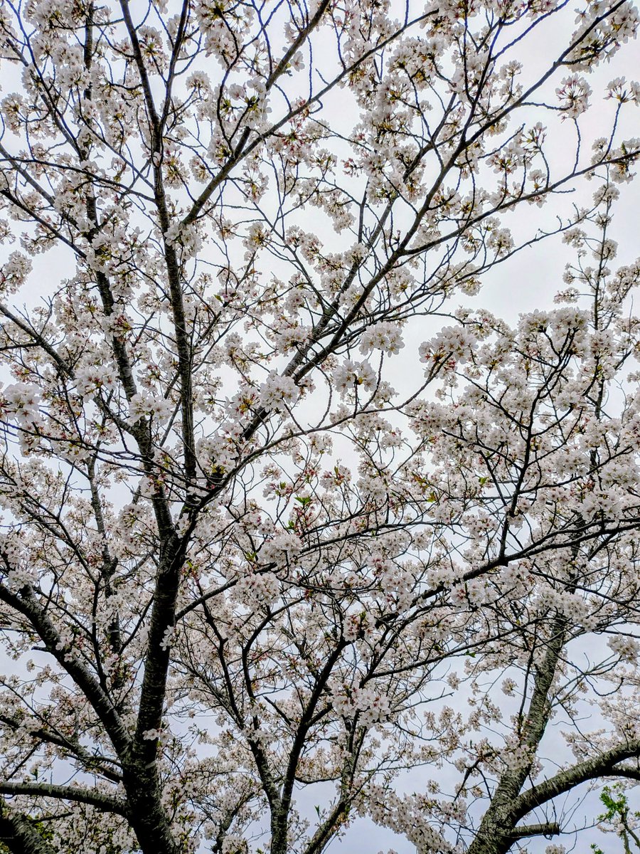 sodegaurakanko's tweet photo. 2026年4月5日の、
#百目木公園 の #桜
まだ、綺麗に咲いていますょ🌸
HP→https://t.co/r0SPem8xYI https://t.co/wpJhB2bkXY