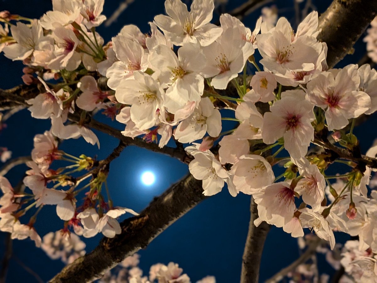 wook_29_'s tweet photo. 満月ではなかったけれど
夜桜〜🌸 https://t.co/3qTAk7Sw0B