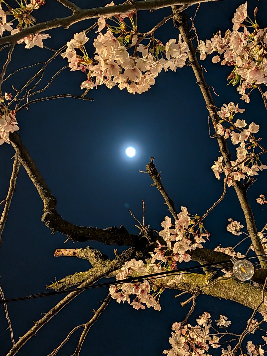 wook_29_'s tweet photo. 満月ではなかったけれど
夜桜〜🌸 https://t.co/3qTAk7Sw0B