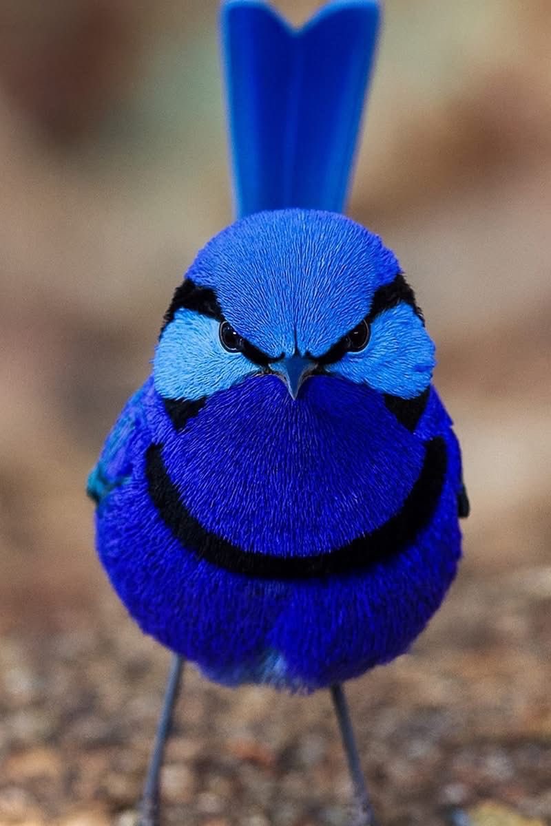 *Short but Catchy* tweet media