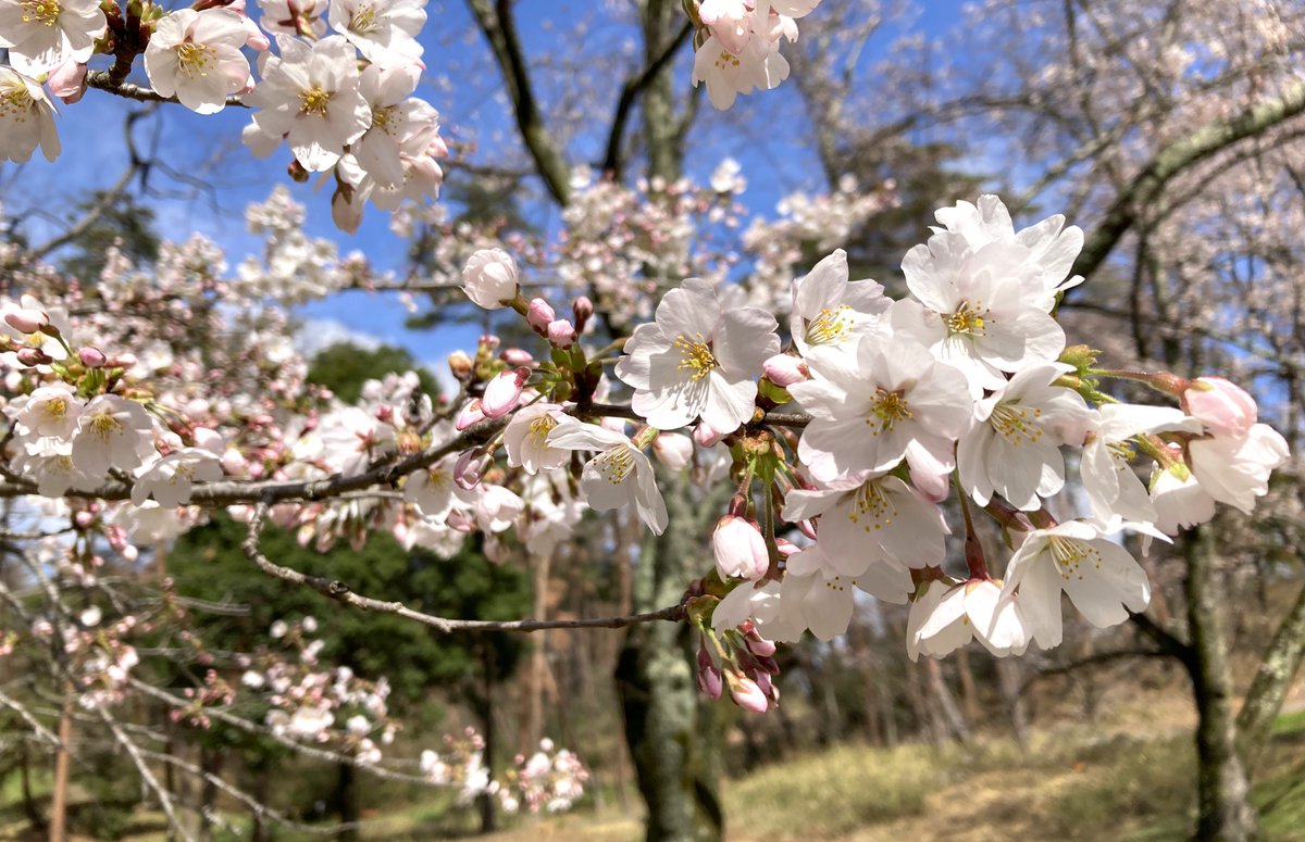 🌸Greenhill park🦊サウナアンドスパグリーン＆Jadegreencafe営業中‼ tweet media
