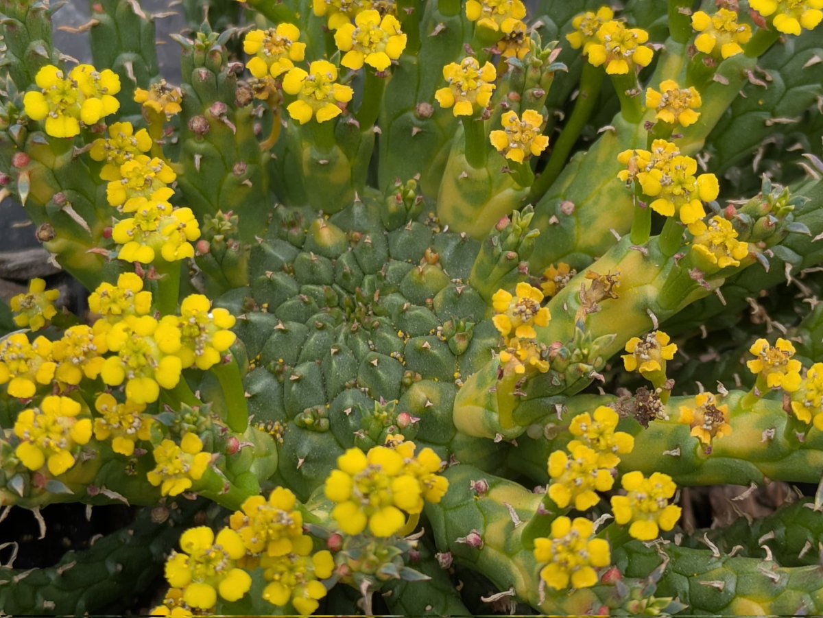 ハゲ散らカクタス店長岡田の草の趣味 tweet media