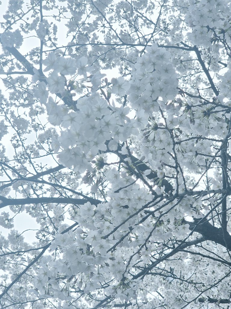 사진사 기로엘 tweet media