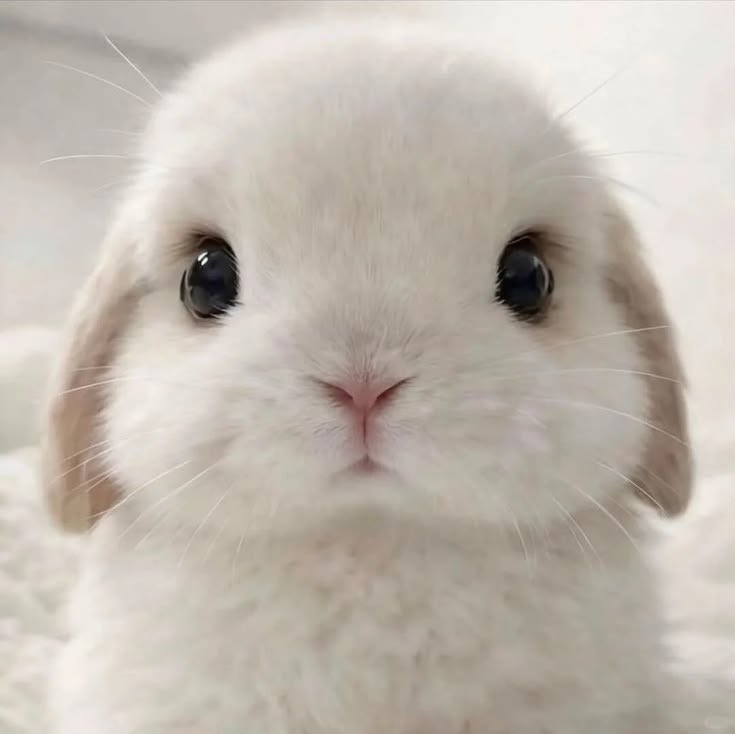 癒される動物 tweet media