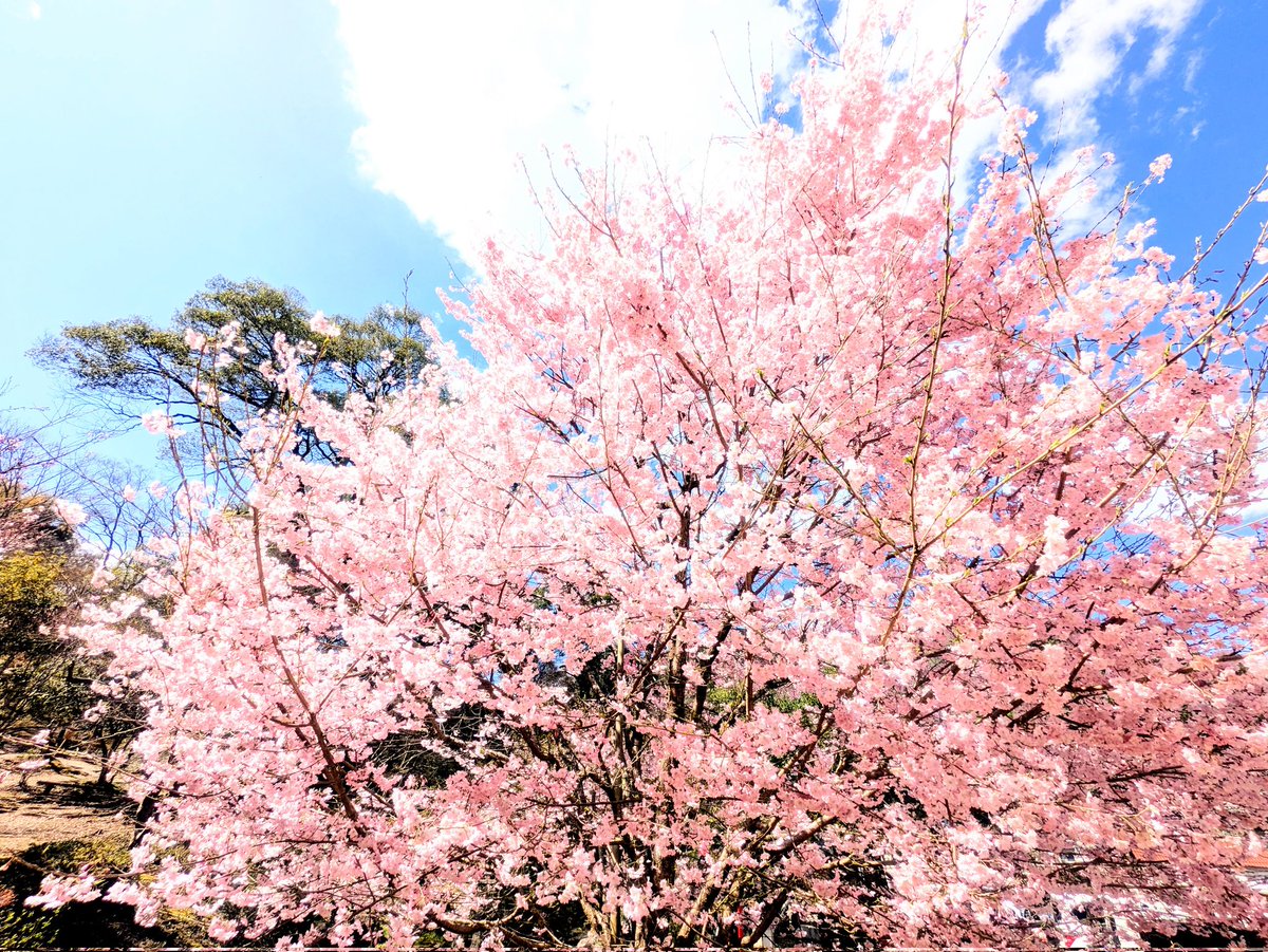 Gingitsune29's tweet photo. 尾関山公園の桜を撮りに、尾関山公園に寄ってみた

#Pixel8a #絶景巡り #キリトリノセカイ #尾関山公園 #桜巡り https://t.co/mAlLIuIAWH