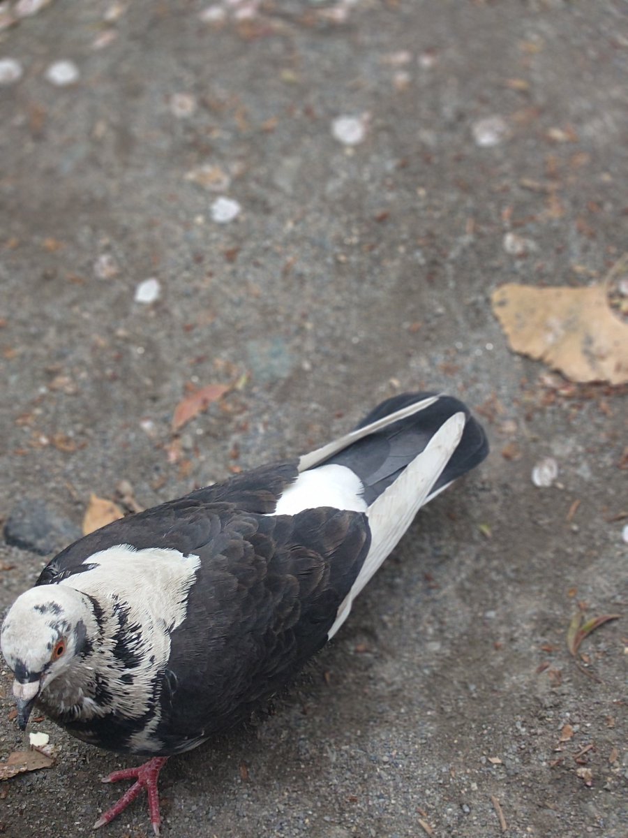 夜デフォルト 岩武宏季 tweet media