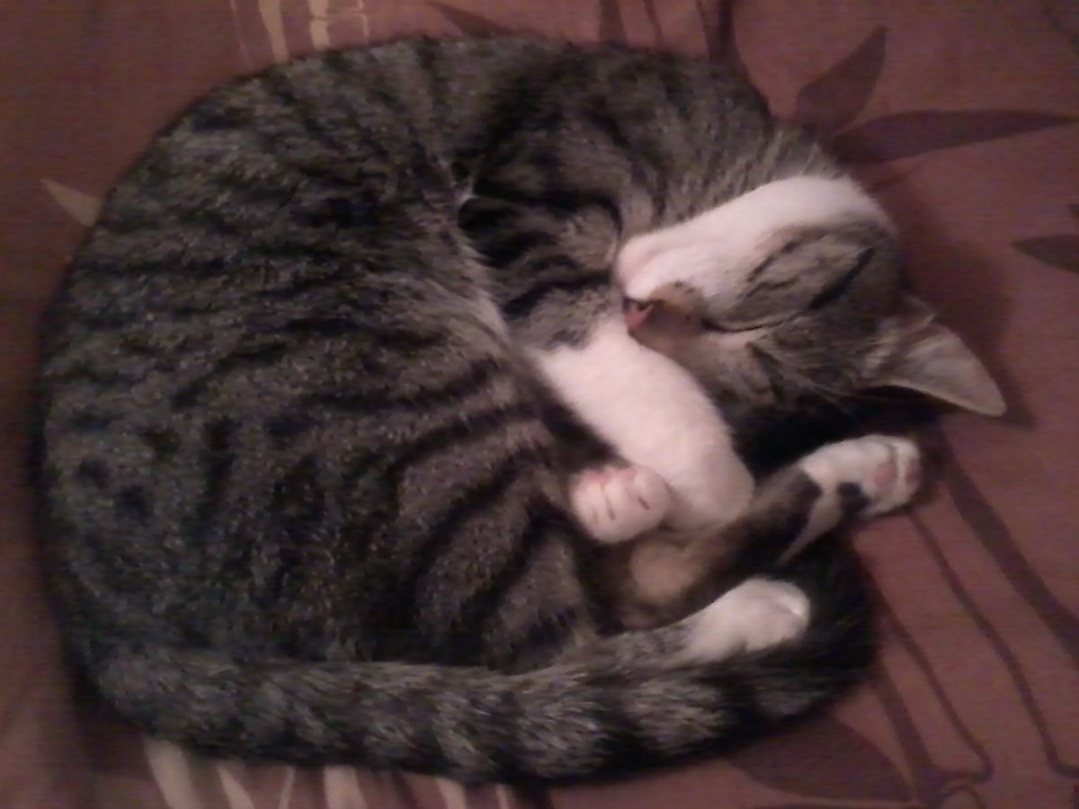 Shiroi -🐺VTuber tweet media