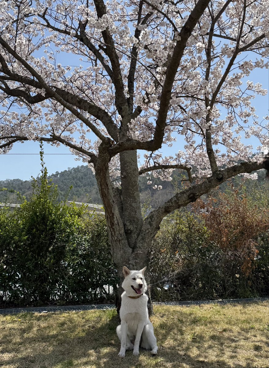 이백사 tweet media