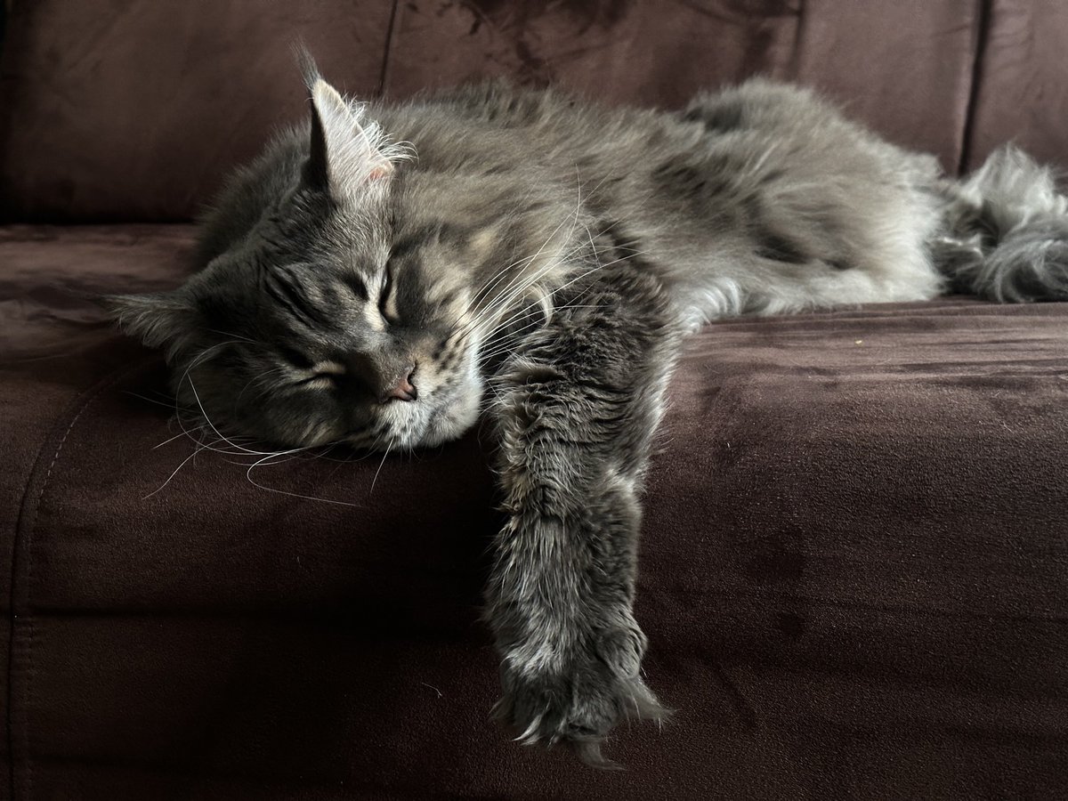 Maxim Elfimov tweet media